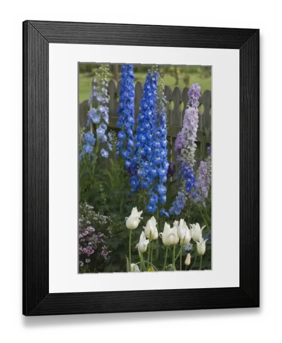 Framed Print : Spring flowers along a garden path, Georgia Framed Print : Spring flowers along a garden path, Georgia