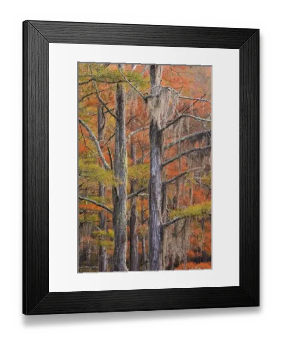 Framed Print : USA, Georgia, George Smith State Park, Cypress trees in the fall