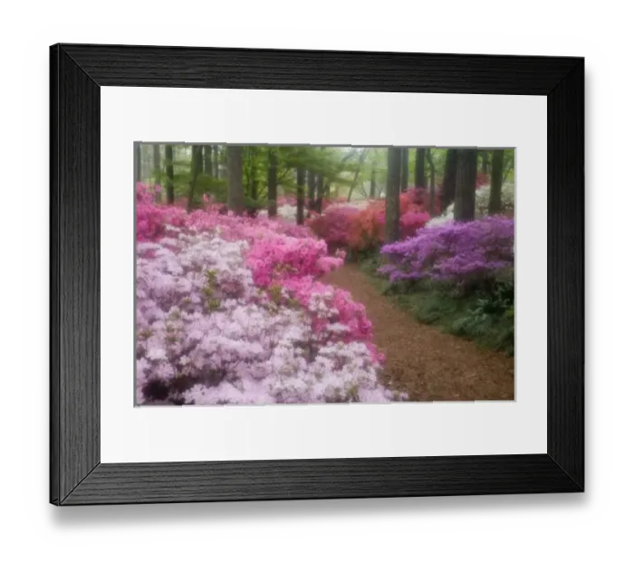 Framed Print : USA; Georgia; Pine Mountain. Azaleas at Callaway Gardens in the spring