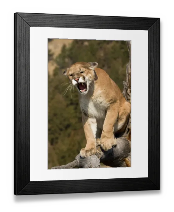 Framed Print : Puma or mountain Framed Print : Puma or mountain