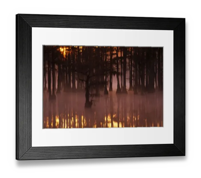 Framed Print : N. A. USA, Georgia, George Smith State Park. Cypress trees with fog at sunrise Framed Print : N. A. USA, Georgia, George Smith State Park. Cypress trees with fog at sunrise