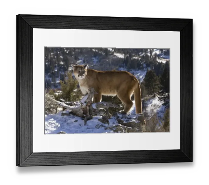 Framed Print : Mountain Lion, aka puma, cougar; Puma concolor, Captive wildlife model, in snow near Yellowstone NP Framed Print : Mountain Lion, aka puma, cougar; Puma concolor, Captive wildlife model, in snow near Yellowstone NP