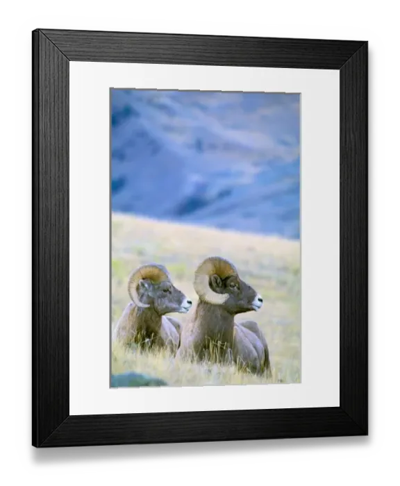 Framed Print : North America, USA, Wyoming, Yellowstone National Park. Big Horn Sheep (Ovis Canadensis)