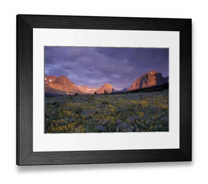 Framed Print : NA, USA, Montana, Glacier NP, Lupine, arnica, many glaciers at sunrise Framed Print : NA, USA, Montana, Glacier NP, Lupine, arnica, many glaciers at sunrise