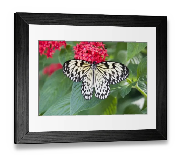 Framed Print : USA, Georgia, Pine Mountain. Paper Kite butterfly Framed Print : USA, Georgia, Pine Mountain. Paper Kite butterfly