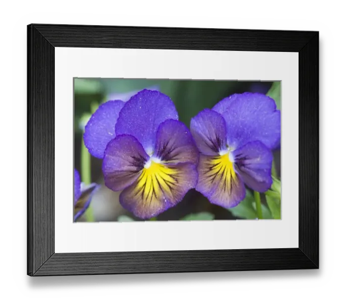 Framed Print : USA, Georgia, Pine Mountain. A closeup of pansy blossoms Framed Print : USA, Georgia, Pine Mountain. A closeup of pansy blossoms