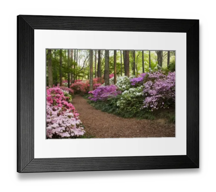 Framed Print : USA, Georgia, Pine Mountain. A pathway through azaleas and rhododendrons Framed Print : USA, Georgia, Pine Mountain. A pathway through azaleas and rhododendrons