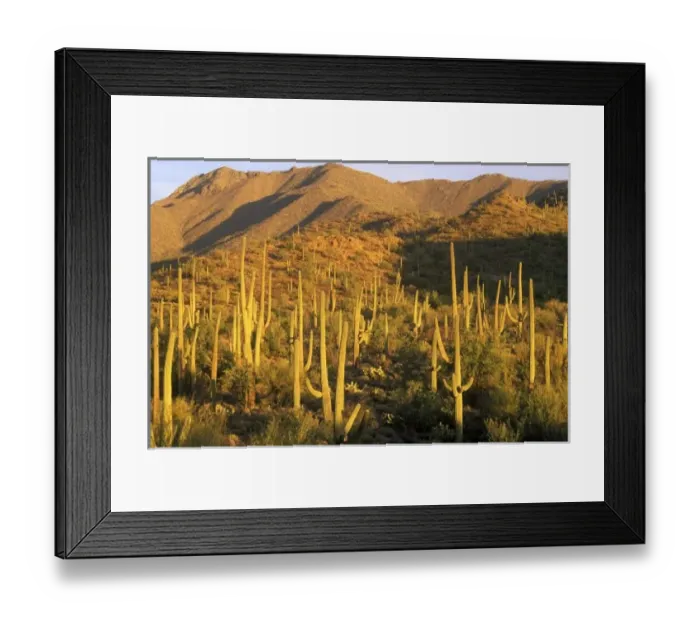 Framed Print : Saguaro cactus in Saguaro National Park near Tucson, Arizona Framed Print : Saguaro cactus in Saguaro National Park near Tucson, Arizona