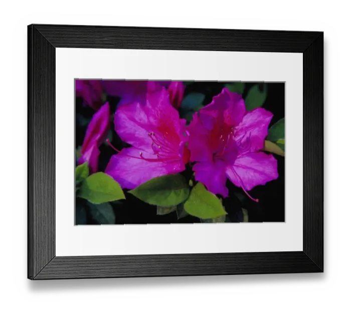 Framed Print : N. A. USA, Georgia, Savannah. Azalea in bloom Framed Print : N. A. USA, Georgia, Savannah. Azalea in bloom