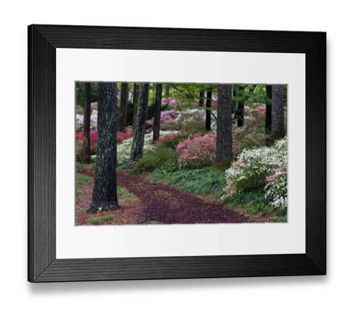 Framed Print : USA, Georgia, Callaway Gardens. Pathway through trees and flowering bushes Framed Print : USA, Georgia, Callaway Gardens. Pathway through trees and flowering bushes