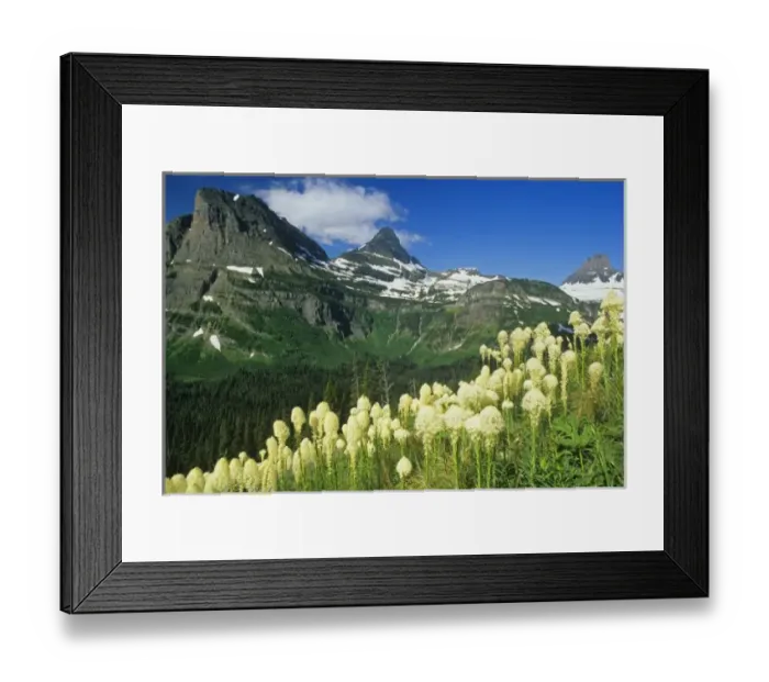 Framed Print : Beargrass near Logan Pass in Gacier National Park, Montana, USA Framed Print : Beargrass near Logan Pass in Gacier National Park, Montana, USA