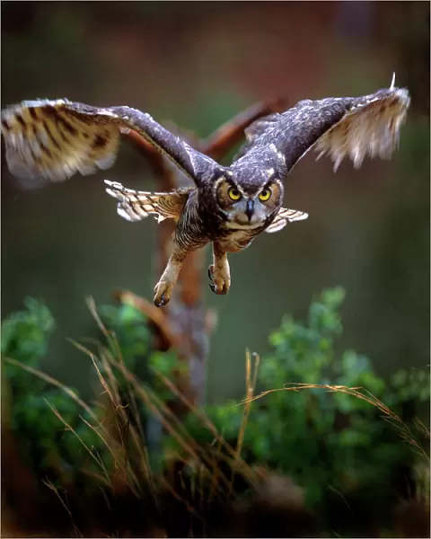 USA, Georgia, Pine Mountain, Callaway Gardens. Barred owl in flight at the rescue center