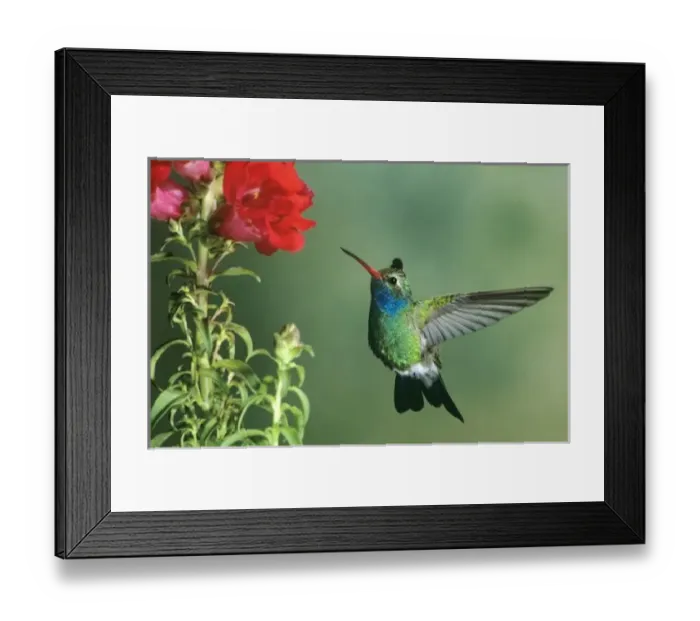 Framed Print : USA, Arizona. Broad-billed hummingbird male hovering by flower