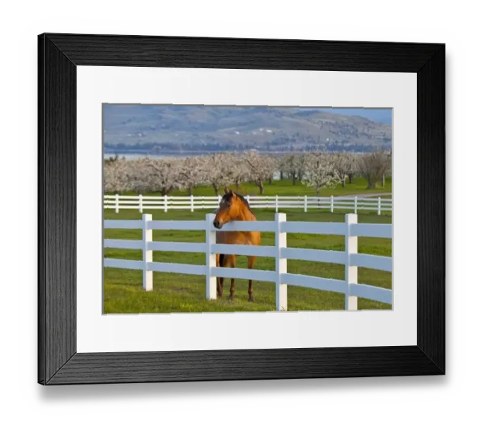 Framed Print : Horse poses by Flathead Cherry orchard near Polson, Montana, USA Framed Print : Horse poses by Flathead Cherry orchard near Polson, Montana, USA