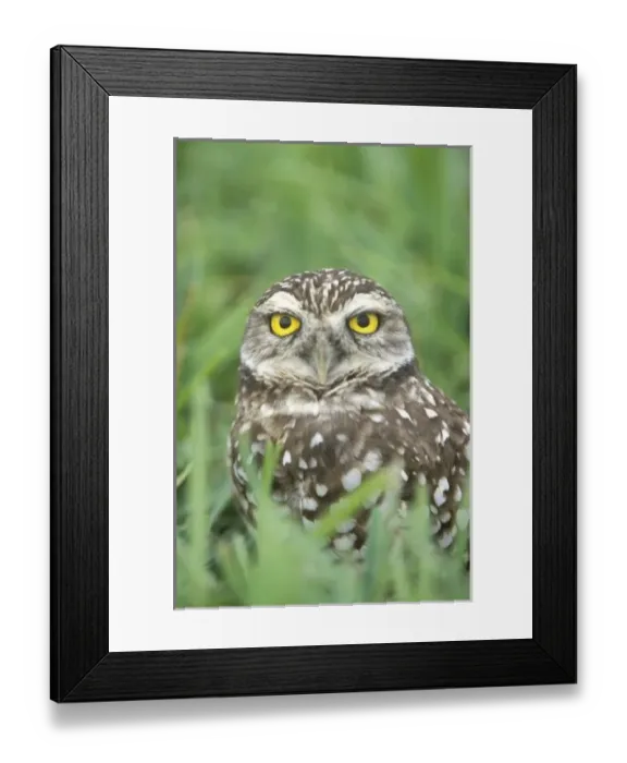 Framed Print : USA, Florida, Cape Coral, Burrowing Owl (Athene cunicularia) Framed Print : USA, Florida, Cape Coral, Burrowing Owl (Athene cunicularia)
