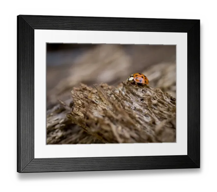 Framed Print : Ladybug on old wood, Apalachicola Bluffs and Ravines Preserve, near Apalachicola River Framed Print : Ladybug on old wood, Apalachicola Bluffs and Ravines Preserve, near Apalachicola River