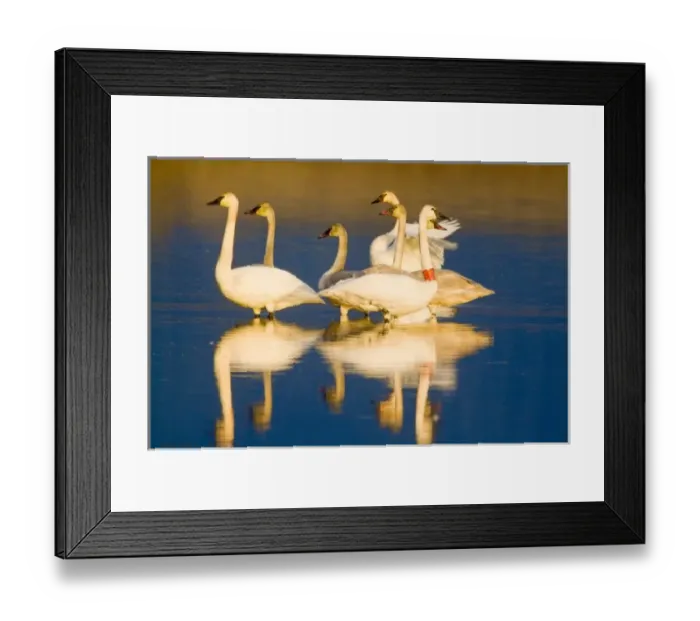 Framed Print : USA, North America, Montana Framed Print : USA, North America, Montana