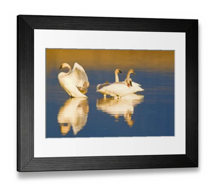 Framed Print : Trumpeter swan family in last light at pond at the Ninepipe NWR in Montana