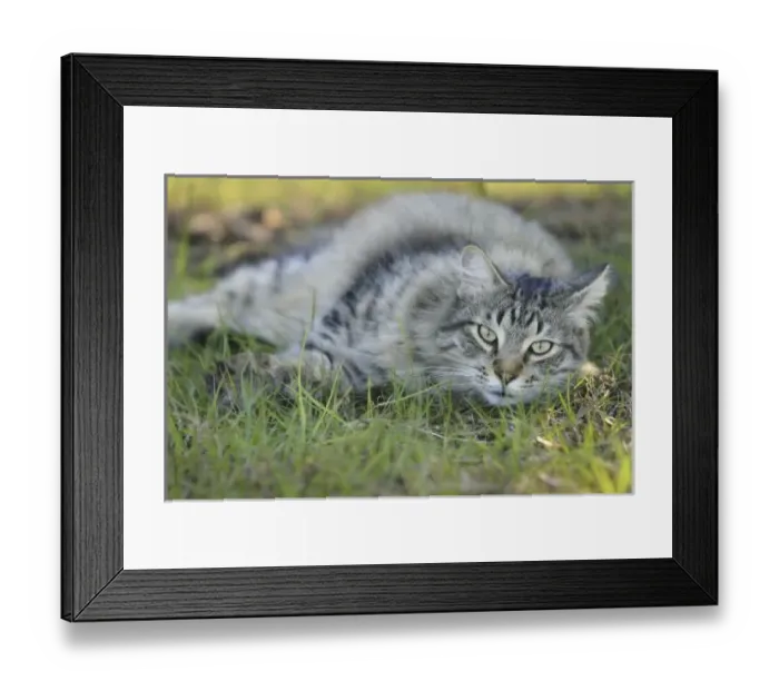 Framed Print : USA, North America, Florida Framed Print : USA, North America, Florida