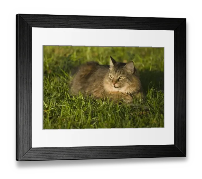 Framed Print : USA, North America, Florida Framed Print : USA, North America, Florida