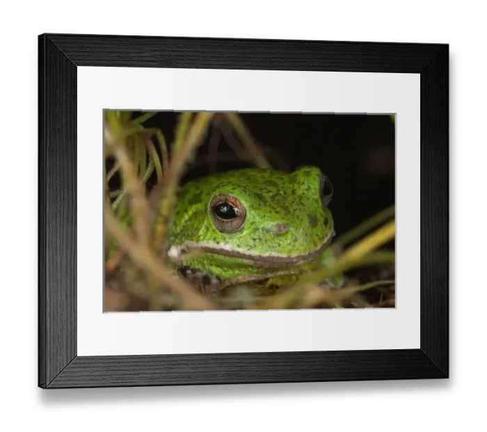 Framed Print : Close-up of a Barking