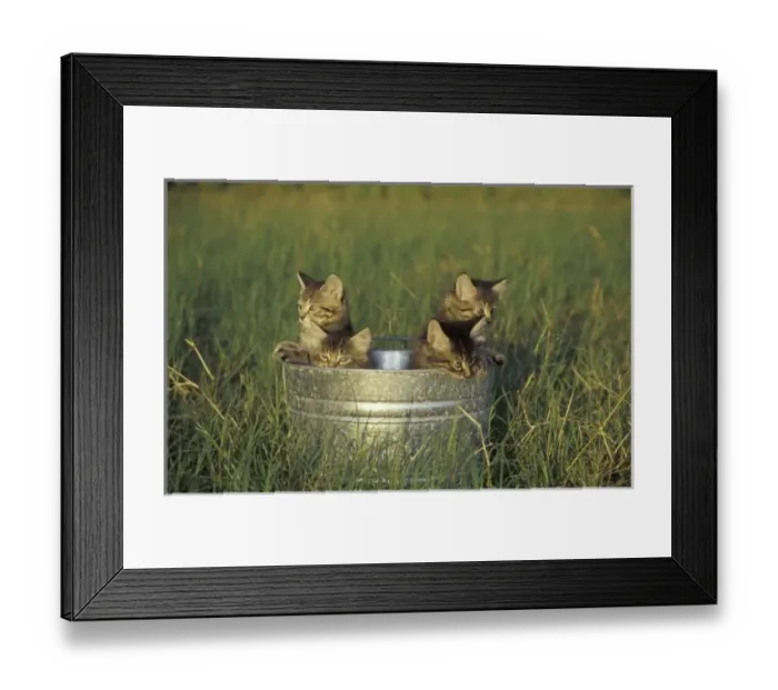 Framed Print : NA, USA, FLorida Framed Print : NA, USA, FLorida