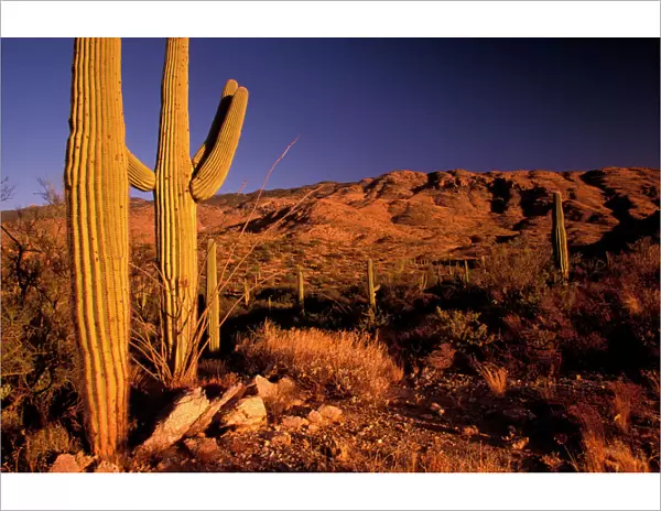 NA, USA, Arizona, Saguaro National Monument, Landscape