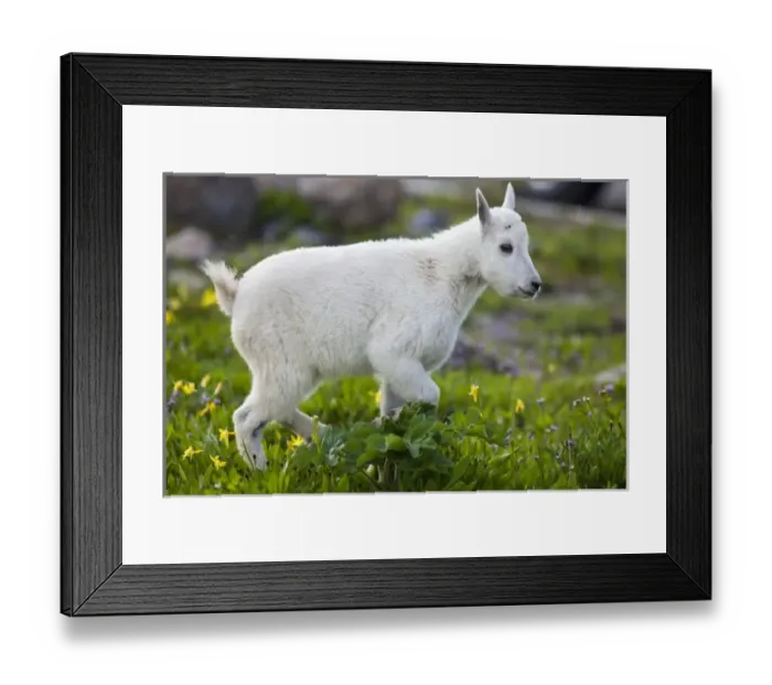 Framed Print : Mountain goat kid at Logan Pass in Glacier National Park in Montana Framed Print : Mountain goat kid at Logan Pass in Glacier National Park in Montana