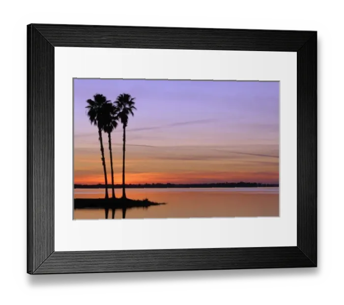 Framed Print : North America, USA, Florida, Mt. Dora, a trio of stately palms in silhouette on an Framed Print : North America, USA, Florida, Mt. Dora, a trio of stately palms in silhouette on an