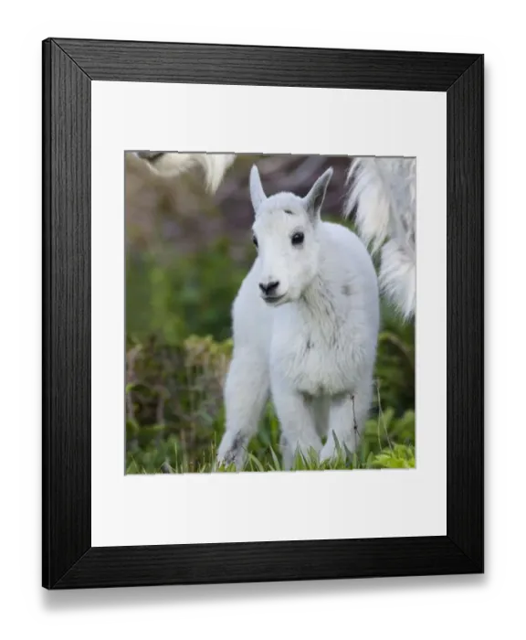 Framed Print : Mountain goat nanny with kid at Logan Pass in Glacier National Park in Montana Framed Print : Mountain goat nanny with kid at Logan Pass in Glacier National Park in Montana