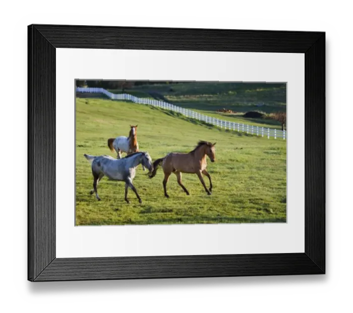 Framed Print : Horses in pasture near Polson, Montana Framed Print : Horses in pasture near Polson, Montana
