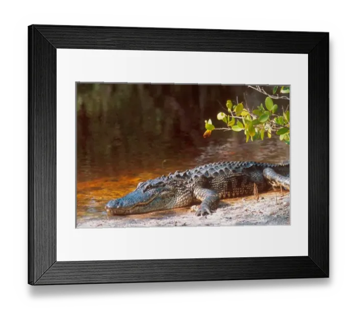 Framed Print : Close up of an american alligator at the J. N. Ding Darling National Wildlife Refuge Framed Print : Close up of an american alligator at the J. N. Ding Darling National Wildlife Refuge