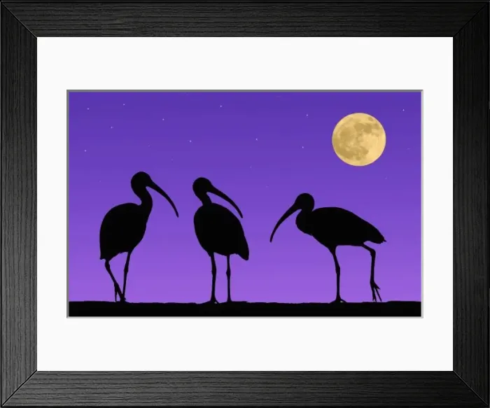 Framed Print : North America, USA, Florida, Mt. Dora, Digitally altered image of three ibis with
