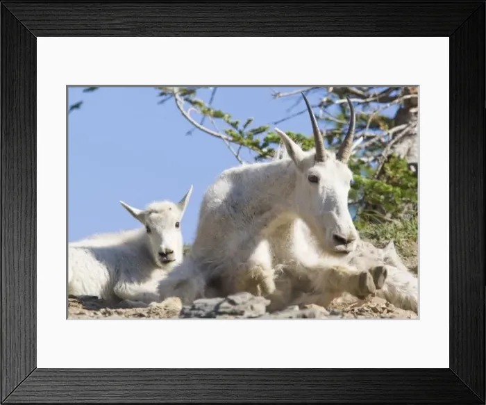 Framed Print : Mountain goat nanny