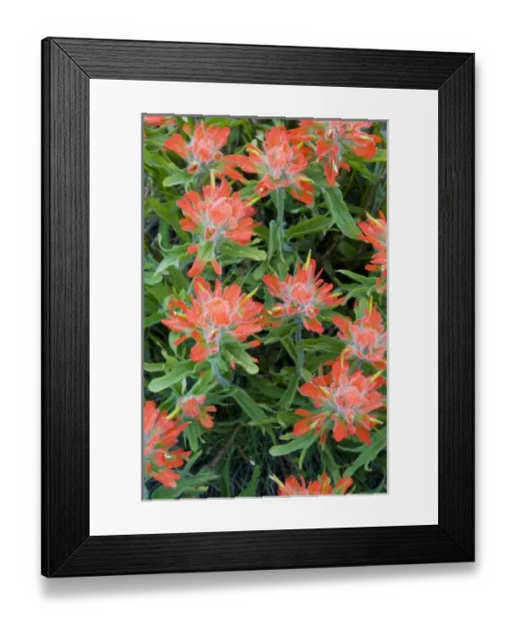 Framed Print : Indian paintbrush wildflowers in the Many Glacier Valley of Glacier National Park Framed Print : Indian paintbrush wildflowers in the Many Glacier Valley of Glacier National Park