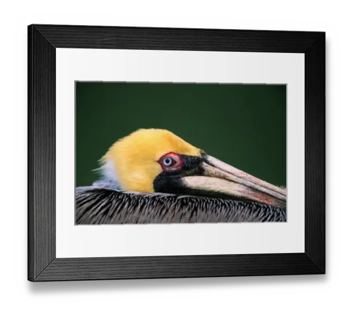 Framed Print : Male Brown Pelican (Pelecanus occidentalis) in breeding plumage. USA, Florida, Sanibel