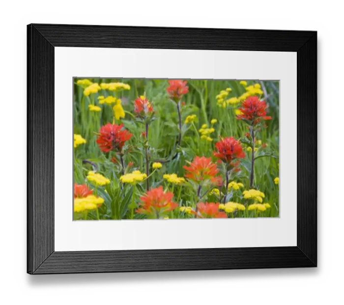 Framed Print : Indian paintbrush Framed Print : Indian paintbrush