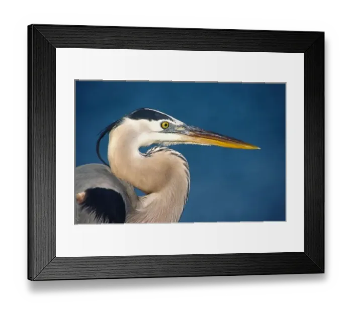 Framed Print : Great Blue Heron (Ardea herodias). USA, Florida, Sanibel Island Framed Print : Great Blue Heron (Ardea herodias). USA, Florida, Sanibel Island