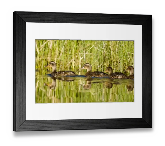 Framed Print : USA, North America, Montana Framed Print : USA, North America, Montana