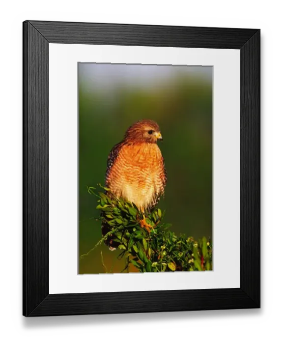 Framed Print : Red-shouldered