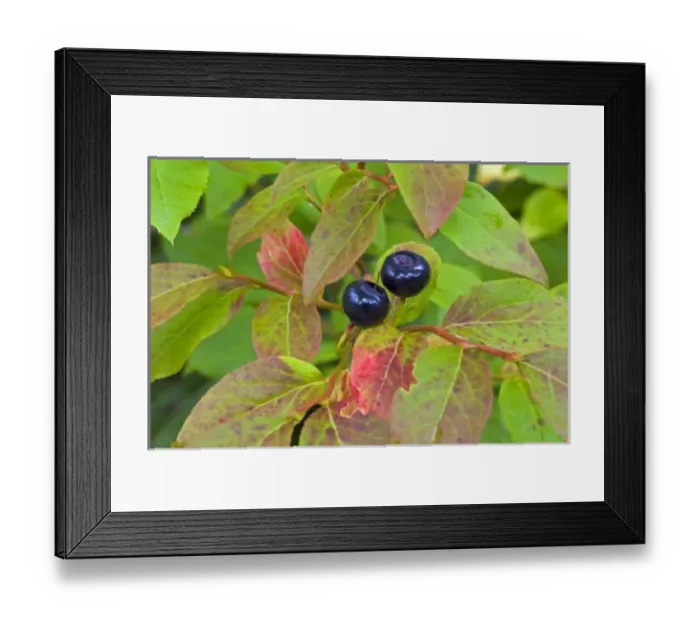 Framed Print : Ripe huckleberries