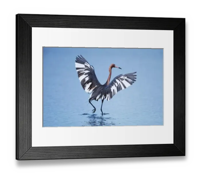 Framed Print : A pecular hybrid of the dark and white morphs of the Reddish Egret (Egretta rufescens) fishing Framed Print : A pecular hybrid of the dark and white morphs of the Reddish Egret (Egretta rufescens) fishing