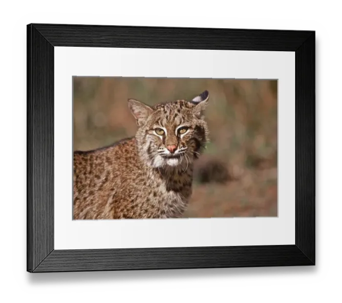 Framed Print : USA, Florida, swamp ecosystem Framed Print : USA, Florida, swamp ecosystem