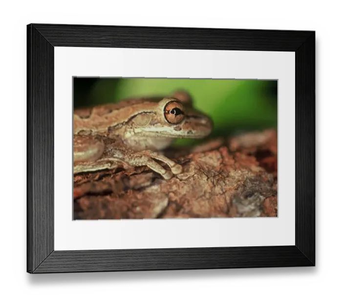 Framed Print : USA, Florida, Cuban Tree Frog Framed Print : USA, Florida, Cuban Tree Frog