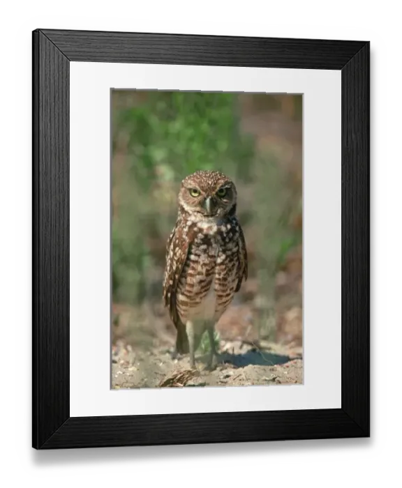 Framed Print : USA, Florida, Burrowing
