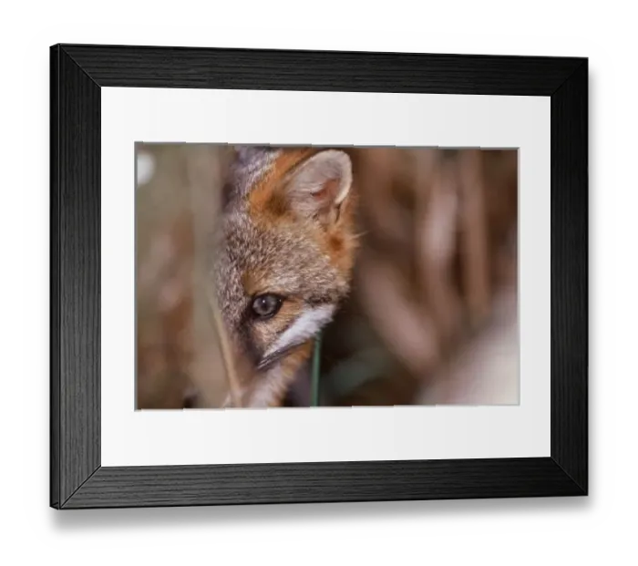 Framed Print : USA, Florida, Swamp Fox Framed Print : USA, Florida, Swamp Fox