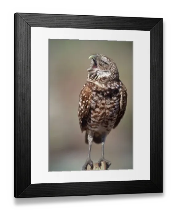 Framed Print : USA, Florida, Burrowing