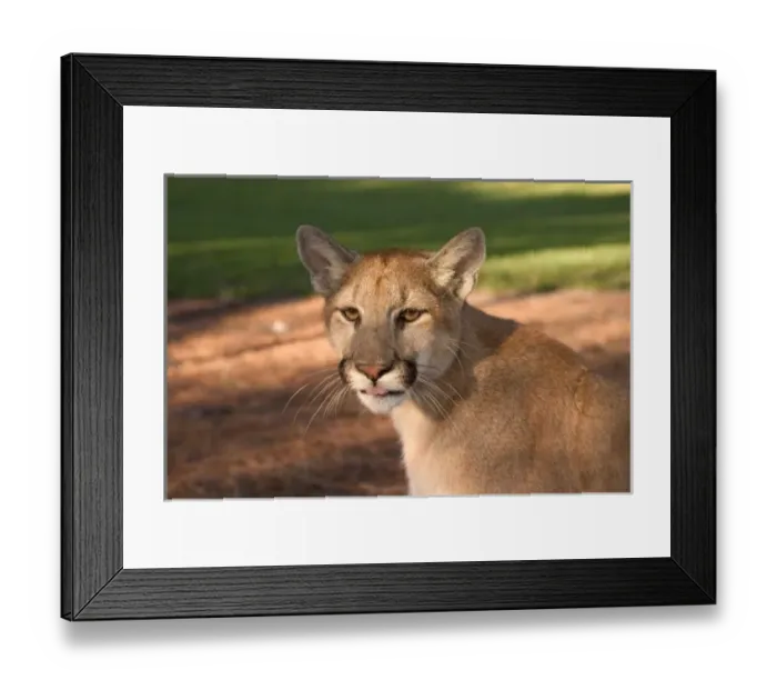 Framed Print : USA, Florida panther (Felis concolor) is also known as puma or cougar. Captive Framed Print : USA, Florida panther (Felis concolor) is also known as puma or cougar. Captive
