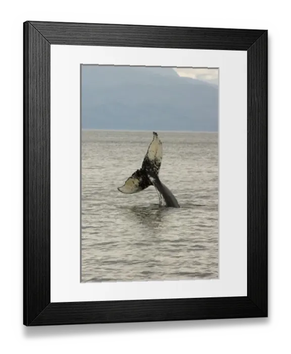 Framed Print : North America, USA, AK, Inside Passage. Humpback Whale head stand behavior Framed Print : North America, USA, AK, Inside Passage. Humpback Whale head stand behavior