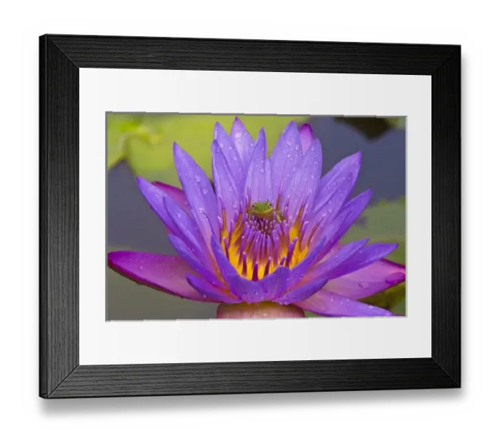 Framed Print : USA, Florida, Lake Kissimmee. Green leaf frog inside purple water lily Framed Print : USA, Florida, Lake Kissimmee. Green leaf frog inside purple water lily
